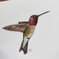 AZ Series Annas Hummingbird Print