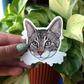 Pet Portrait "Ravioli" Splashy Standard Issue Tabby Cat Vinyl Sticker