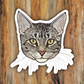 Pet Portrait "Tortellini" Standard Issue Tabby Cat Vinyl Sticker